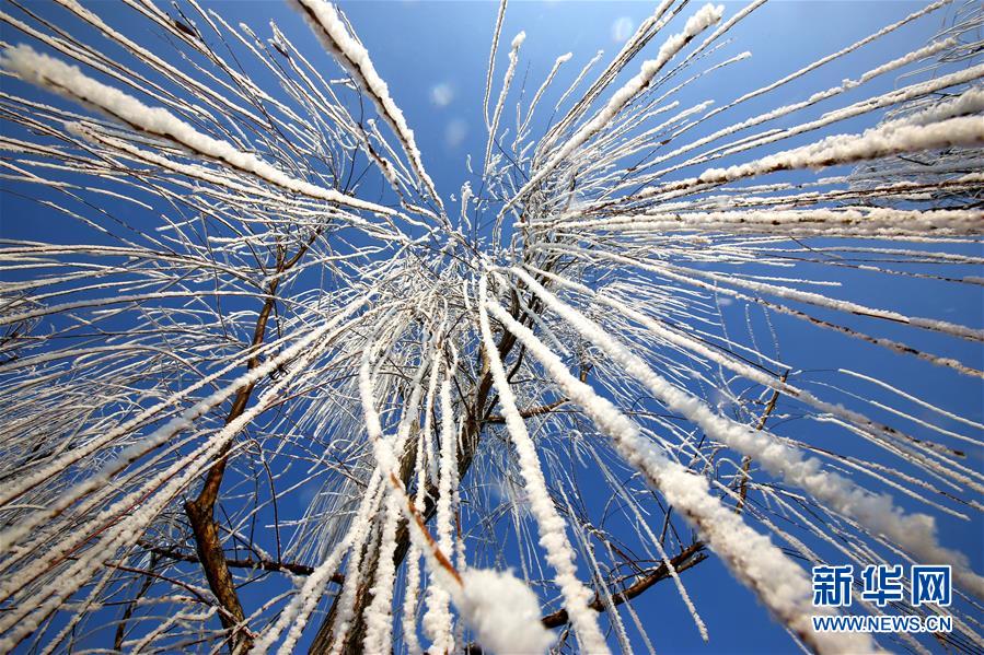 樹氷に覆われたしだれ柳が織りなす湖畔の冬景色　山東省聊城市