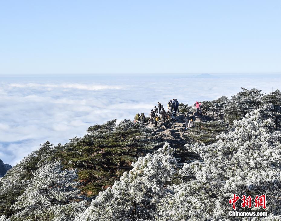 雲海と松を覆う霧氷の「競演」！仙境の絶景広がる安徽省黄山