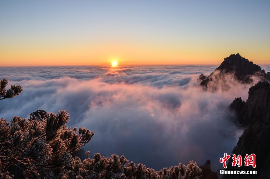雲海と松を覆う霧氷の「競演」！仙境の絶景広がる安徽省黄山