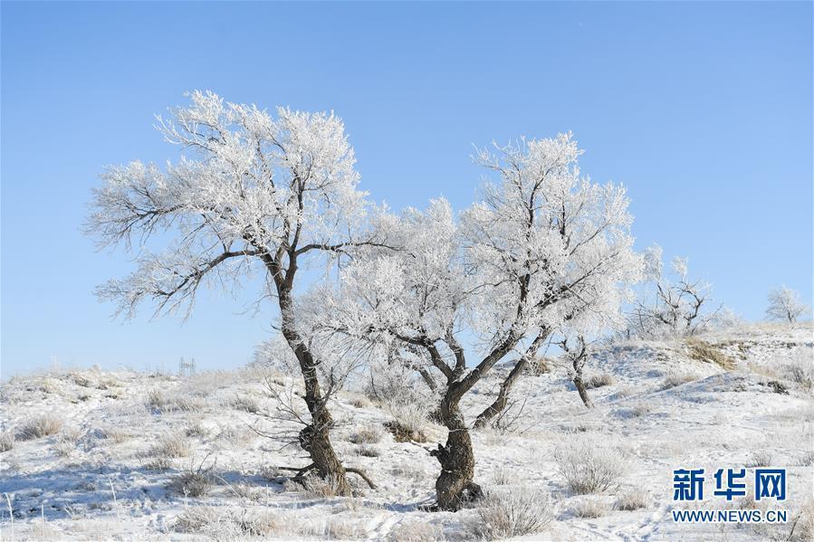 錫林郭勒（シリンゴル）盟錫林浩特（シリンホト）市郊外の雪原で撮影された霧氷（1月13日撮影・劉磊）。
