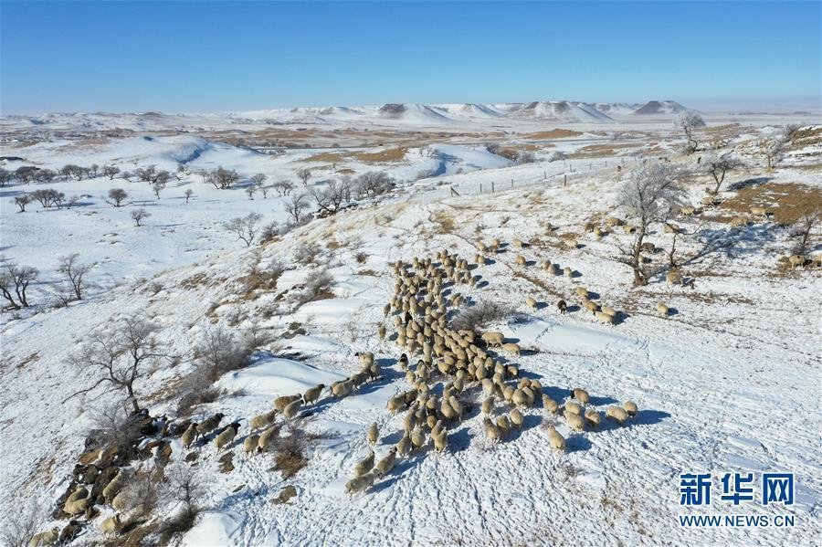 純白の雪に包まれた錫林郭勒草原の美しい冬景色　内蒙古