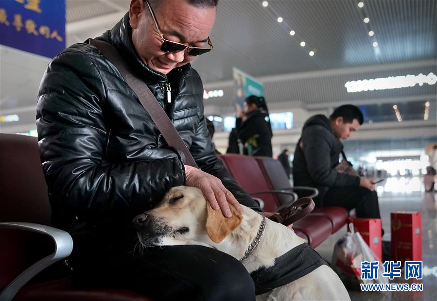 盲導犬が高速鉄道に同乗、目の不自由な乗客も安心　河南省