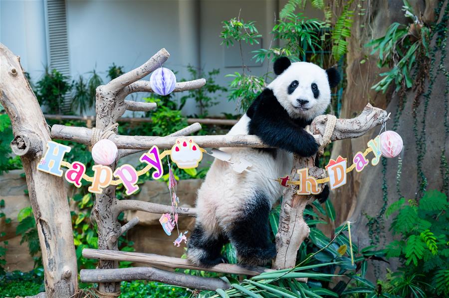 マレーシア生まれのパンダ「誼誼」が2歳の誕生日祝い