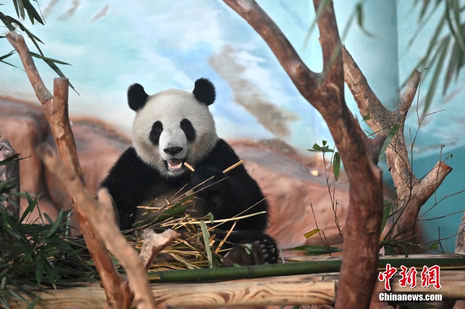 可愛いパンダの兄妹が南寧動物園にお目見え　広西