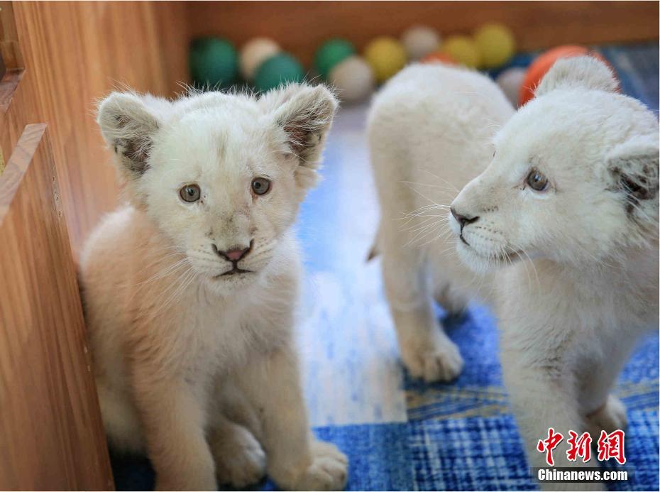 動物にも春節ムードを！山東省の動物園が春節のご馳走を準備