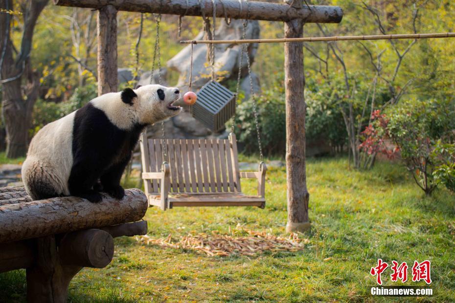 動物にも春節ムードを！山東省の動物園が春節のご馳走を準備