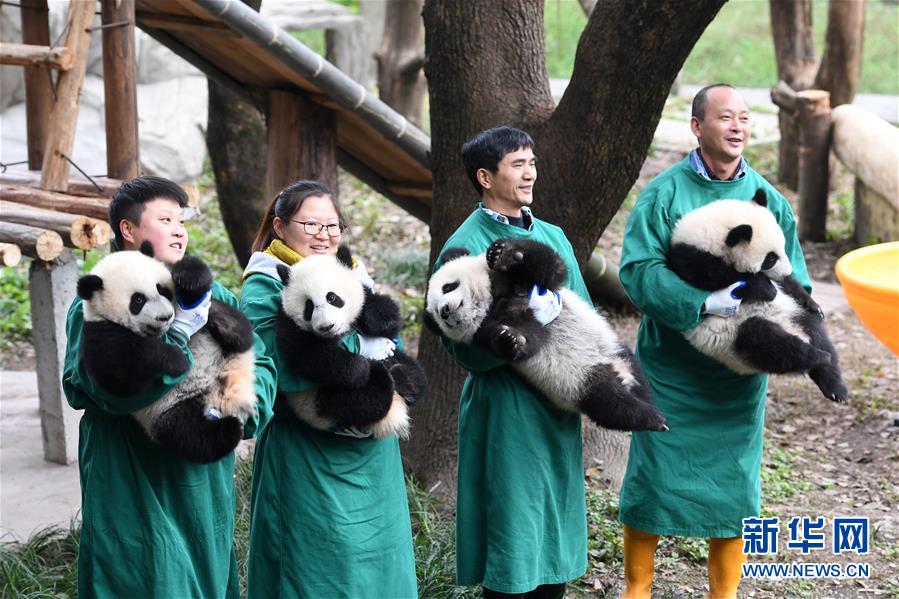 赤ちゃんパンダが大はしゃぎ、ご長寿パンダとも対面　重慶市