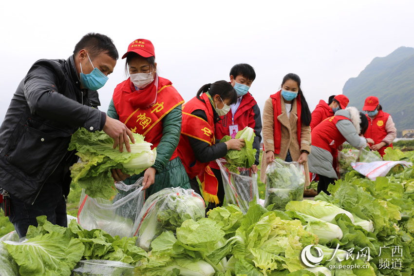 貧困から脱却した人々が新型肺炎との闘いをサポートするため野菜10トンを寄贈