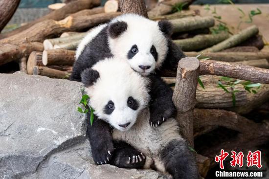 元気いっぱい 双子の赤ちゃんパンダ ドイツ ベルリン動物園 2 人民網日本語版 人民日報