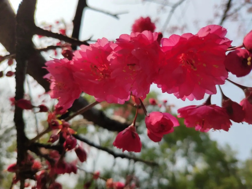 武漢大学の早咲き桜が開花　湖北省
