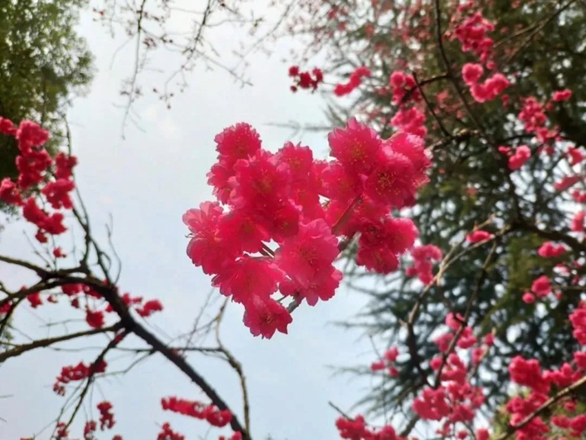 武漢大学の早咲き桜が開花　湖北省