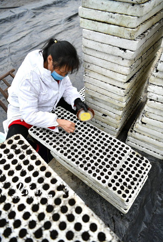 湖北省のプール育苗、テクノロジーで春耕を支援