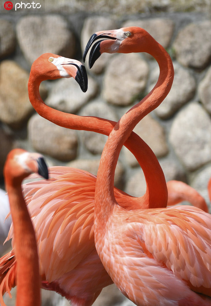 日本の神戸王子動物園のフランミンゴが繁殖期　ロマンチックな求愛行動が話題に