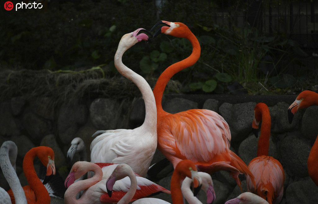 神戸王子動物園のフランミンゴ（写真著作権は東方ICが所有のため転載禁止）。