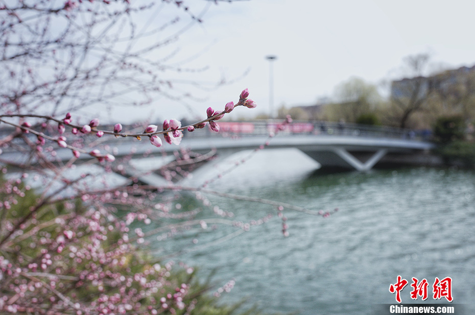快晴の北京、春の暖かさで花が咲き乱れる玉淵潭公園