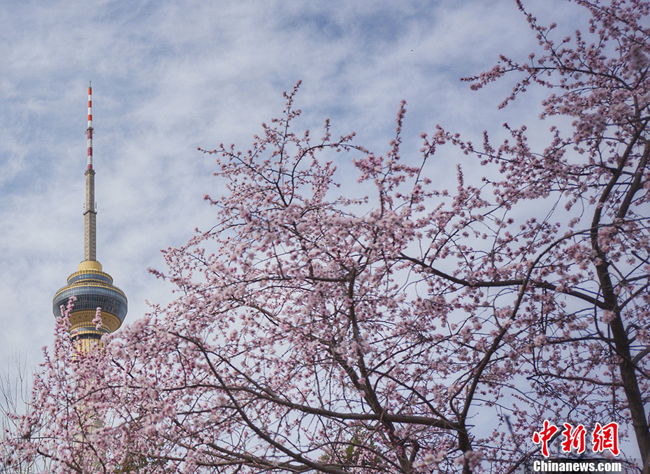 快晴の北京、春の暖かさで花が咲き乱れる玉淵潭公園