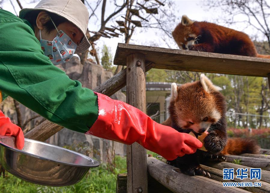 動物たちの安全守り続ける武漢動物園　湖北省