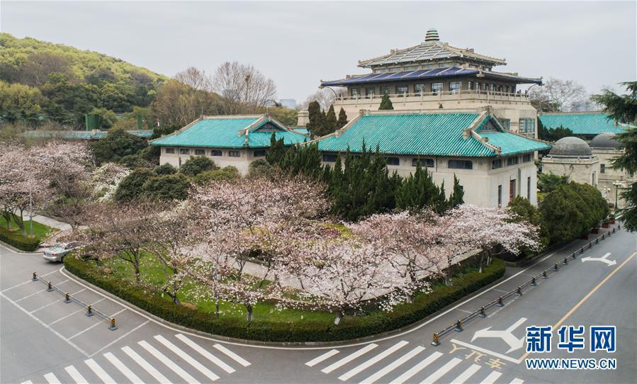 武漢大学が「クラウド花見」で学内の桜並木をネット公開　湖北省
