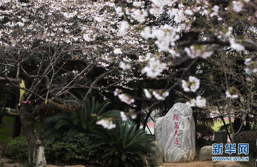 武漢大学が「クラウド花見」で学内の桜並木をネット公開　湖北省