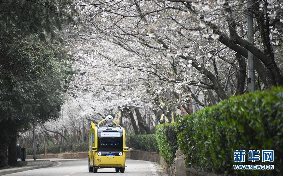 武漢大学が「クラウド花見」で学内の桜並木をネット公開　湖北省