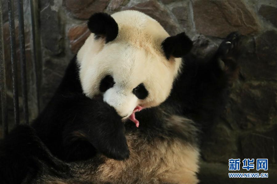 双子パンダが成都で誕生　世界の飼育パンダで今年初