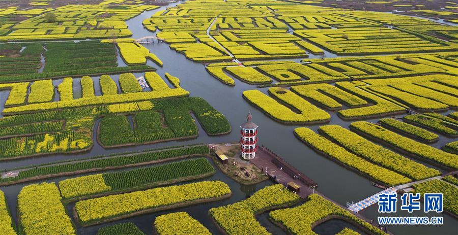 春真っ盛り、水郷を黄色く染める満開の菜の花畑　江蘇省興化市