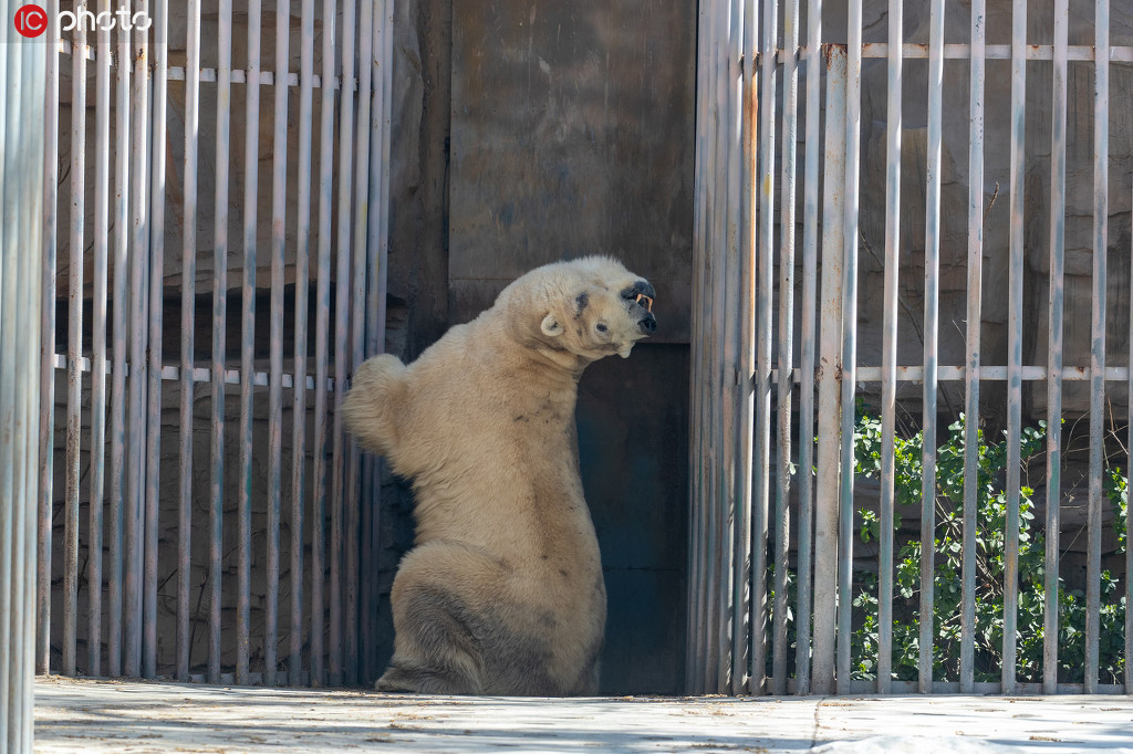 会いたかったよ！パンダと再会喜ぶ来園者たち　北京動物園が一般開放再開
