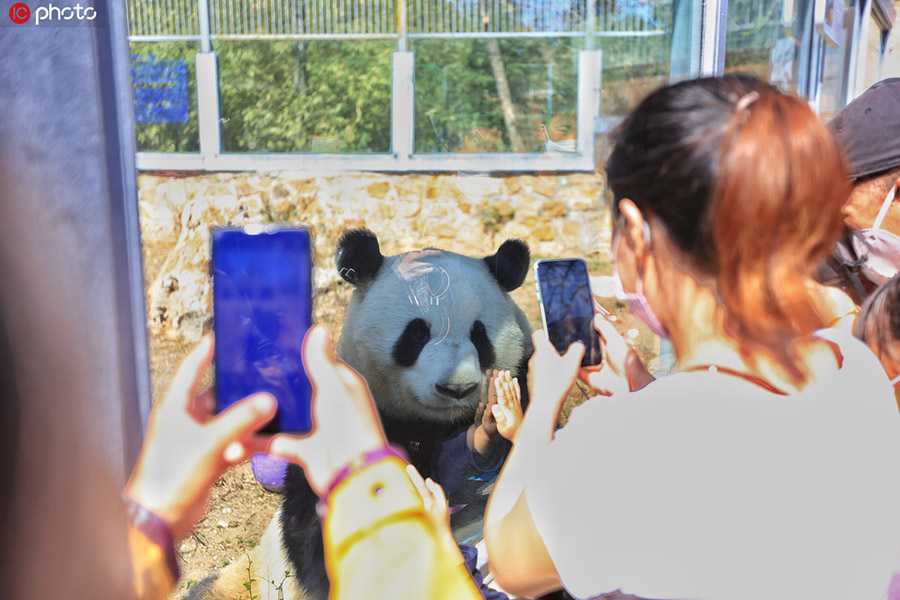 会いたかったよ！パンダと再会喜ぶ来園者たち　北京動物園が一般開放再開