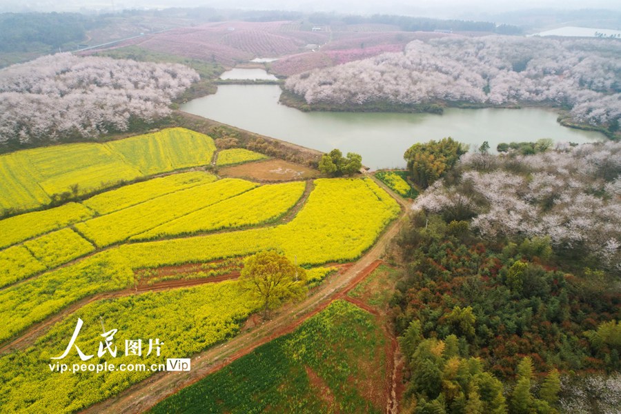 桜の花が咲きほこり、一帯がピンク色に染まった安徽省宣城市