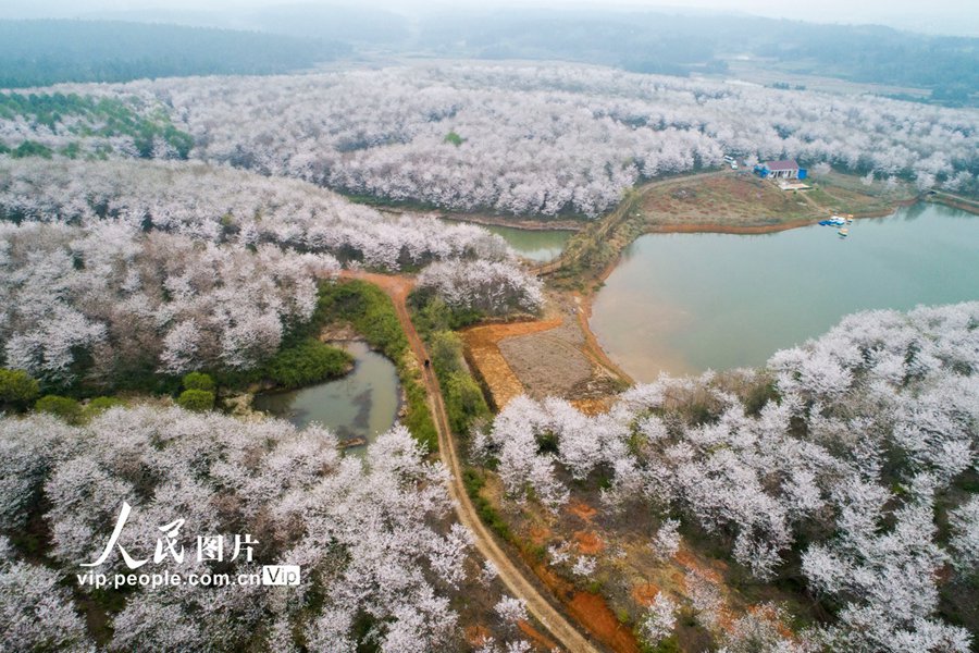 桜の花が咲きほこり、一帯がピンク色に染まった安徽省宣城市