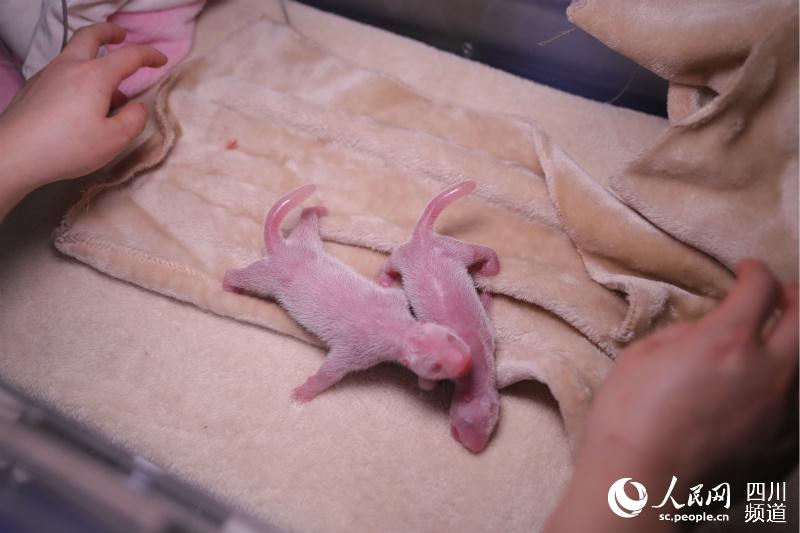 成都ジャイアントパンダ基地営業再開！今年初めて誕生した双子の赤ちゃんも公開