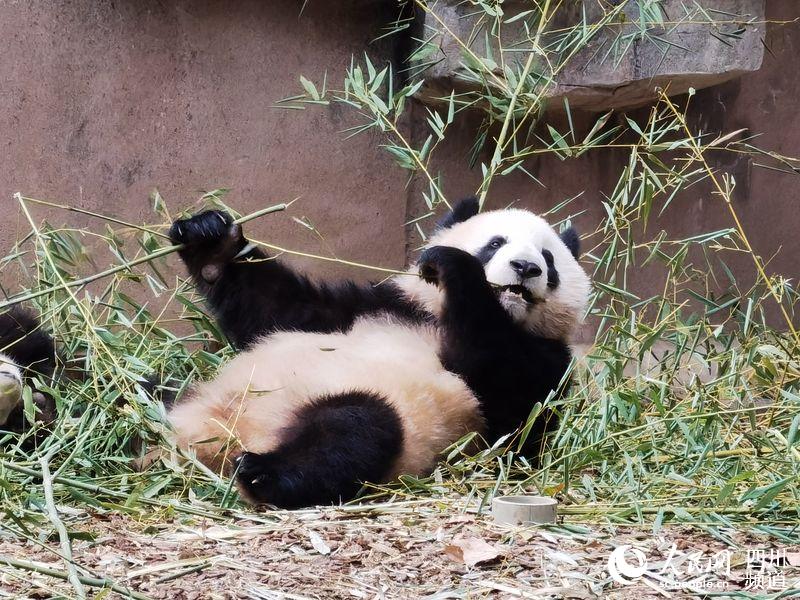 成都ジャイアントパンダ基地営業再開！今年初めて誕生した双子の赤ちゃんも公開