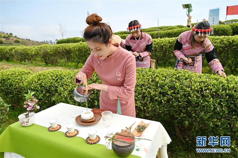 福州市の春茶祭り、オンラインで開催　お茶の楽しみを体験