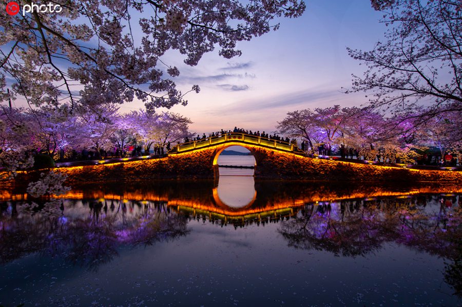 ライトアップされた幻想的な美しさで人々を魅了！江蘇無錫市太湖の夜桜
