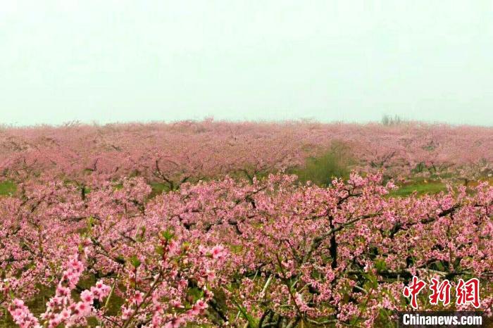 湖北棗陽4A景勝地が営業再開　2万ヘクタールの桃花が満開に