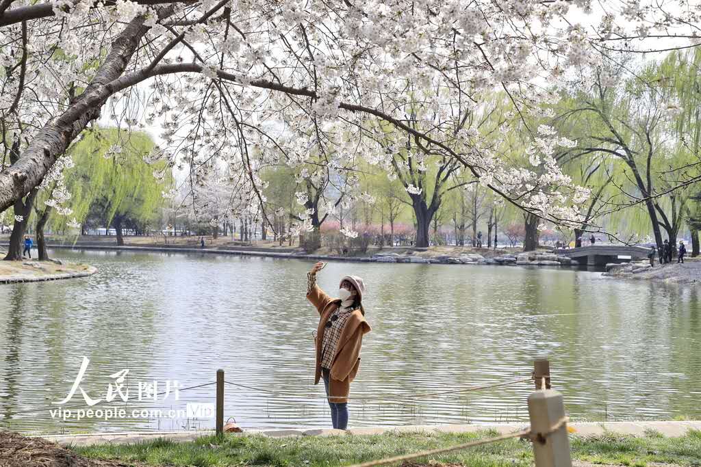 北京、玉淵潭公園のサクラが満開に