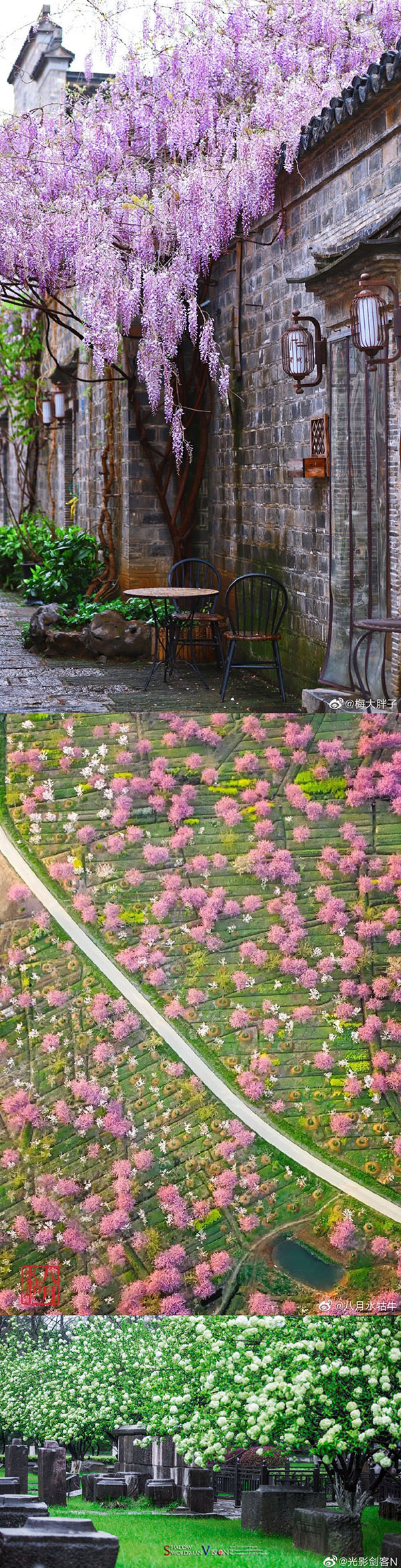春到来！中国各地の文化・観光局が咲き乱れる花の画像を一斉にアップ