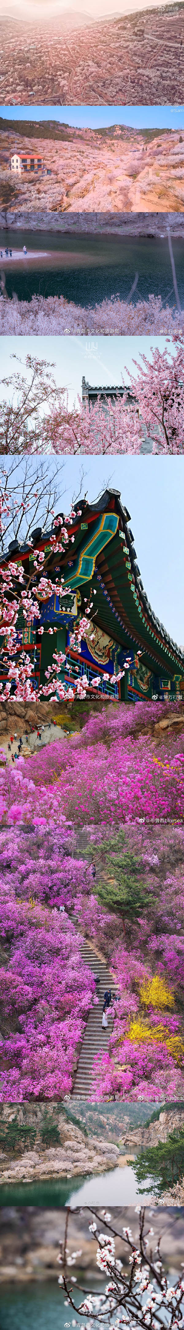 春到来！中国各地の文化・観光局が咲き乱れる花の画像を一斉にアップ
