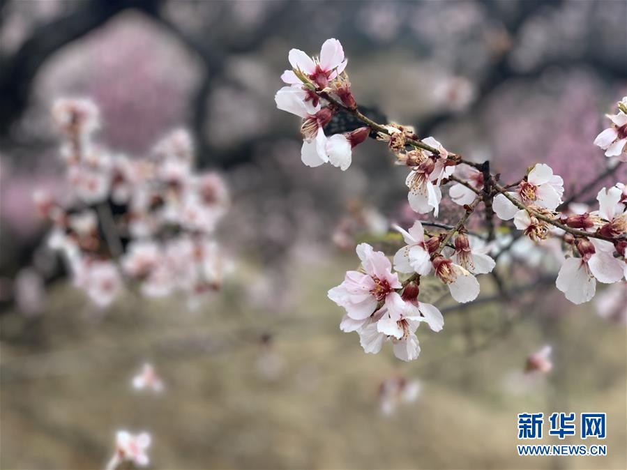 チベットニンティ市、桃の花の美景を5Gでライブ配信