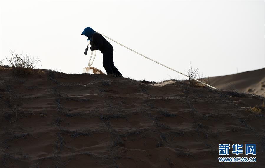 トングリ砂漠、砂漠化対策に勤しむ労働者