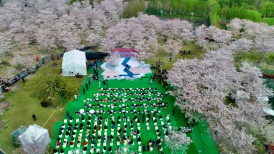 上海最大のサクラスポットで「クラウド花見」も可能な雅な文化イベント