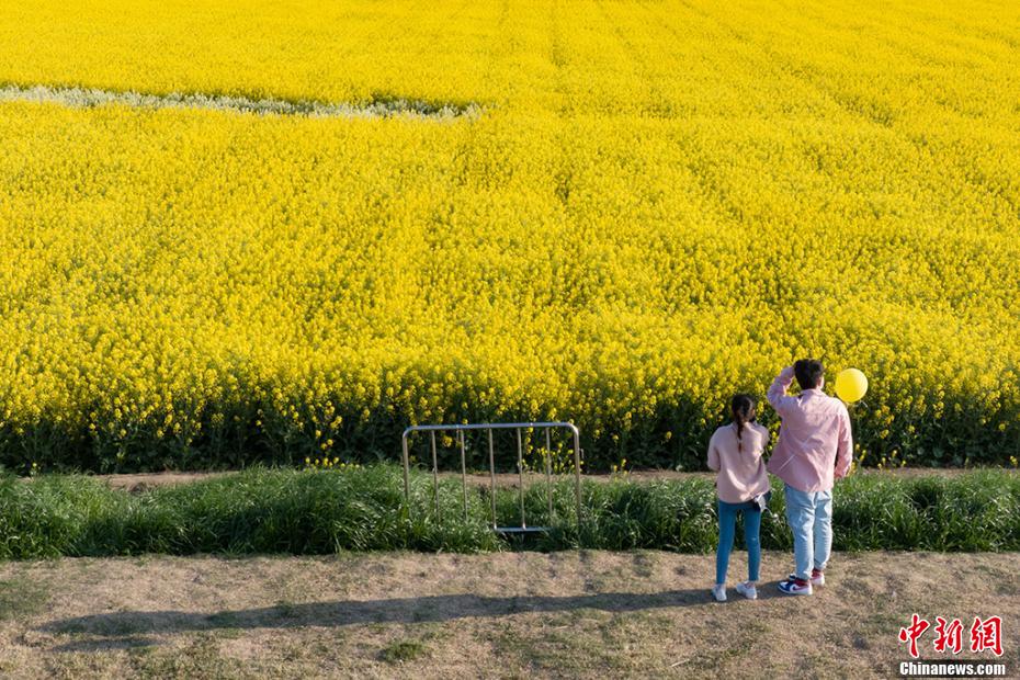 一面黄色に染まった菜の花畑を疾走する駿馬　江蘇省白馬湖畔