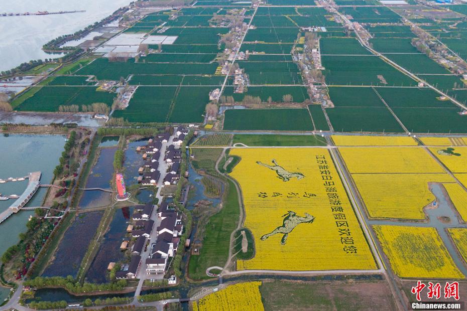 一面黄色に染まった菜の花畑を疾走する駿馬　江蘇省白馬湖畔