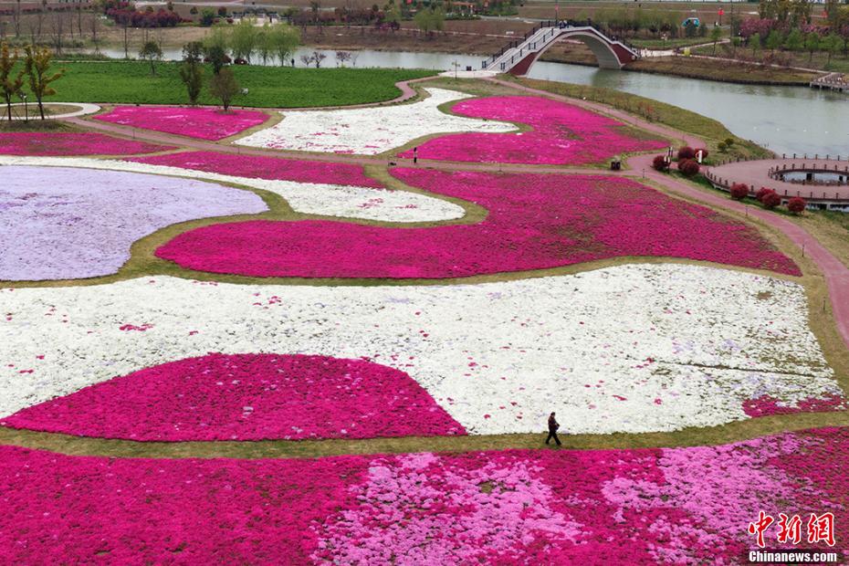 「カラフルな絨毯」白馬湖の芝桜が満開に　江蘇省