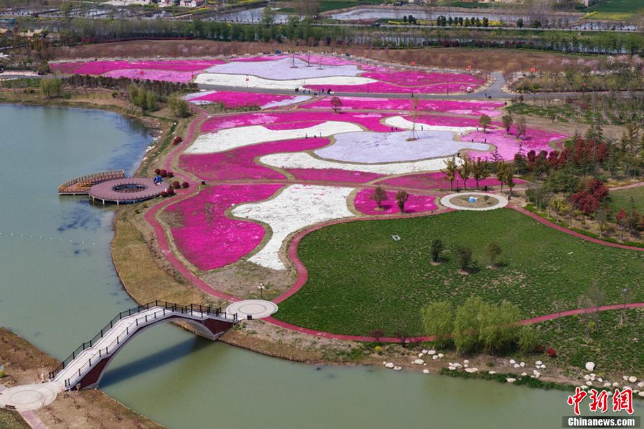 「カラフルな絨毯」白馬湖の芝桜が満開に　江蘇省
