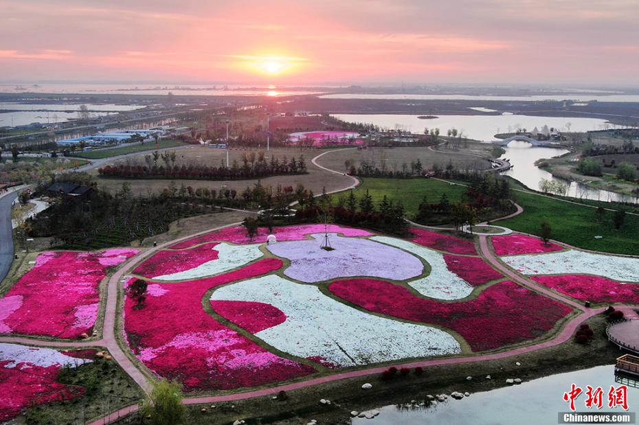 「カラフルな絨毯」白馬湖の芝桜が満開に　江蘇省