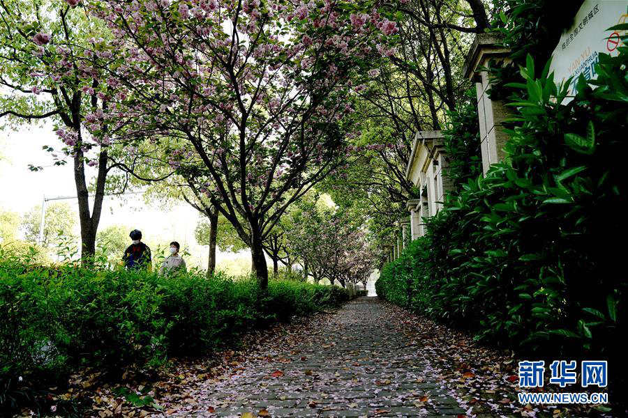 桜の花びらが敷き詰められた道を楽しめるスポット登場　上海市