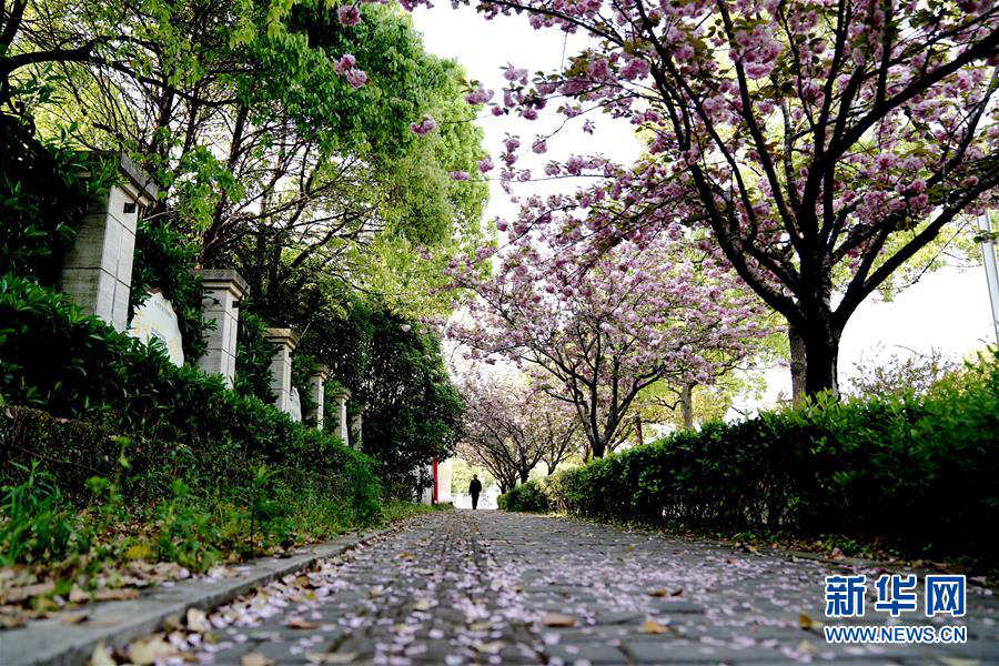 桜の花びらが敷き詰められた道を楽しめるスポット登場　上海市