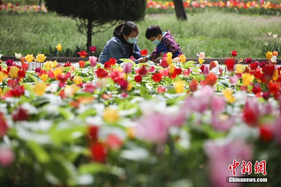 チューリップが満開を迎えた北京世界公園