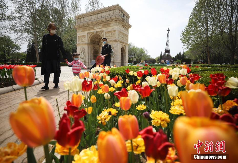 チューリップが満開を迎えた北京世界公園